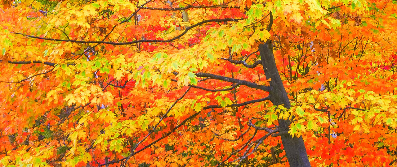 Bright Fall Trees