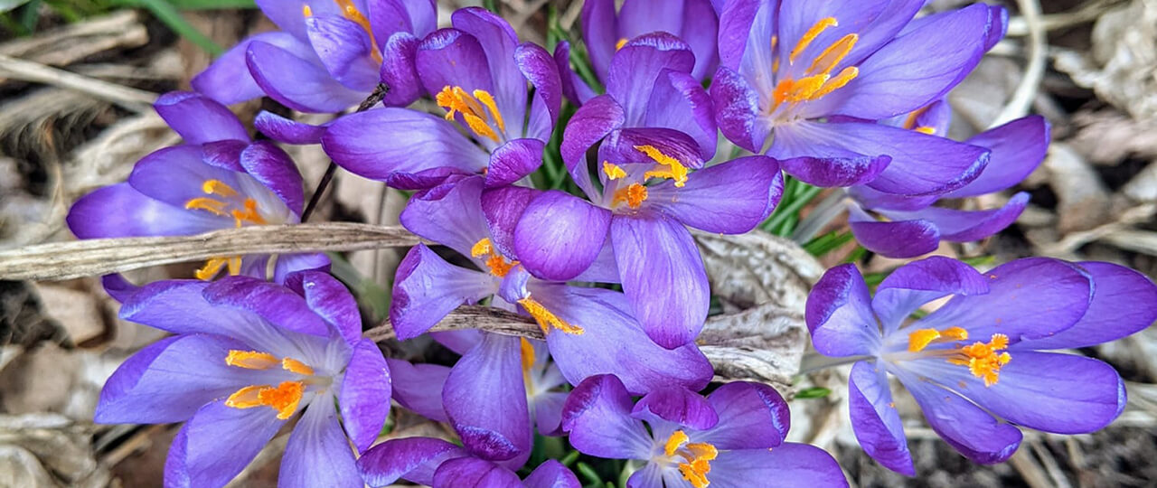 Purple Flowers